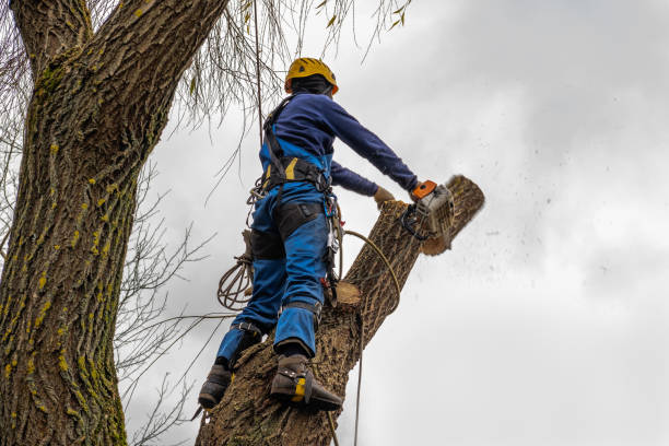 Best Leaf Removal  in Lake Wynonah, PA